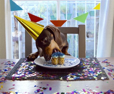 what-to-serve-your-dog-for-their-birthday-pawsome image