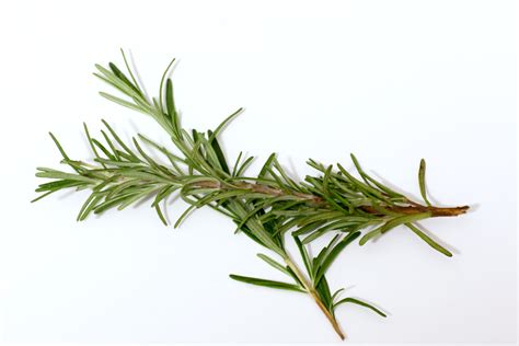 about-rosemary-and-its-use-in-cooking-the-spruce image