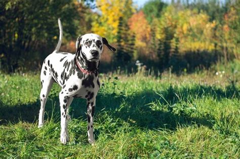 20-spotted-dog-breeds-with-pictures-dogsplanetcom image