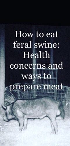 eating-wild-hogs-the-dangers-and-benefits-hoovers image
