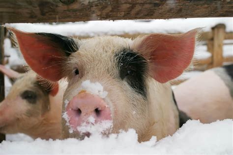 10-essential-caring-tips-for-pigs-in-winter-morningchores image