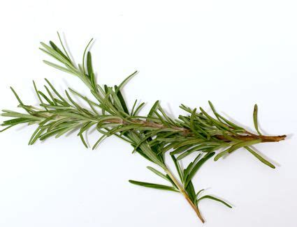 what-is-rosemary-and-how-is-it-used-the-spruce-eats image