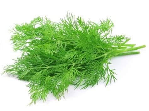 benefits-of-dill-and-dill-recipes-cookingnookcom image