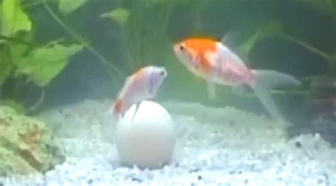 check-out-these-fish-food-golf-balls-you-can-hit-into-the image
