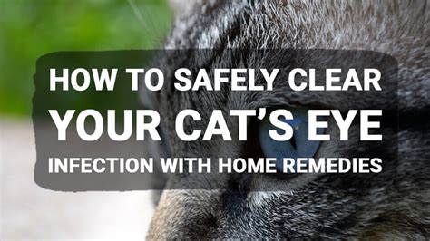 how-to-safely-clear-your-cats-eye-infection-with-home image
