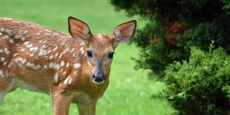 5-ways-to-keep-deer-out-of-your-garden-good image