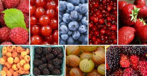 27-types-of-berries-list-of-berries-with-their-picture image