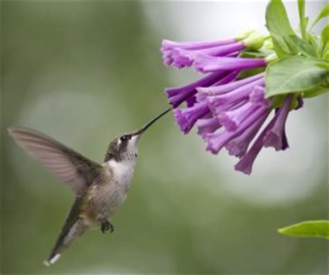 hummingbird-food-recipe-make-your-own-nectar image