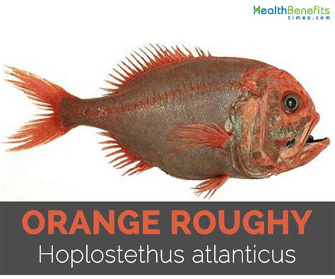 orange-roughy-facts-health-benefits-and-nutritional-value image