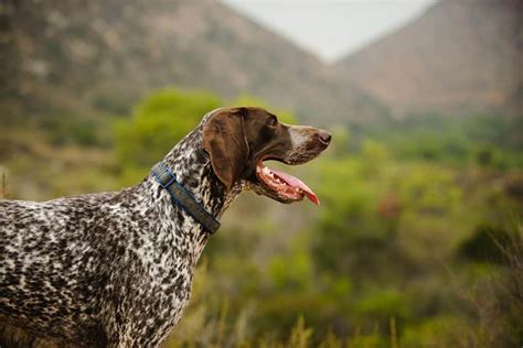 10-best-dog-food-for-german-shorthaired-pointers-in image