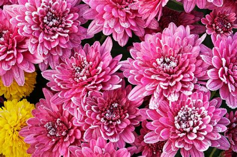wintering-mums-tips-for-winter-care-for-mums image