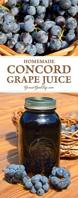 homemade-concord-grape-juice-grow-a-good-life image