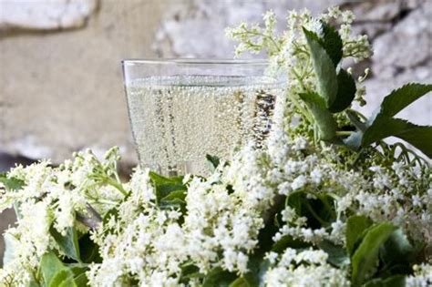 elderflower-champagne-problems-from-mould-no-fizz-to image