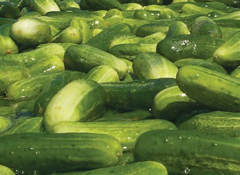 recipe-of-the-month-dill-pickles-made-sweet image