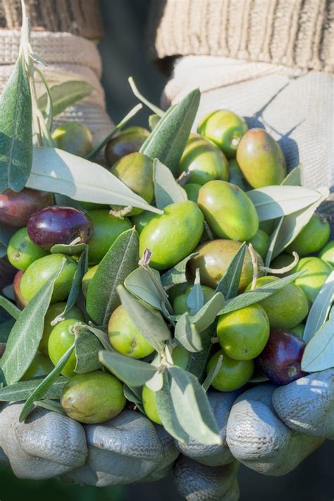 ten-amazing-italian-olive-oils-great-italian-chefs image