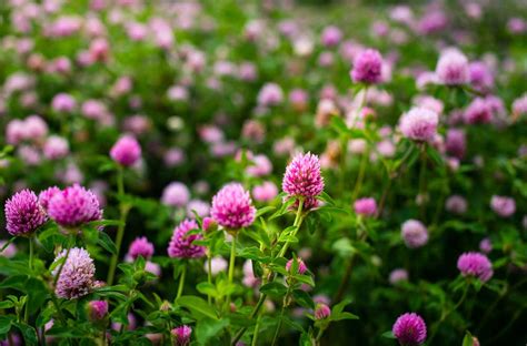 red-clover-uses-benefits-side-effects-more image