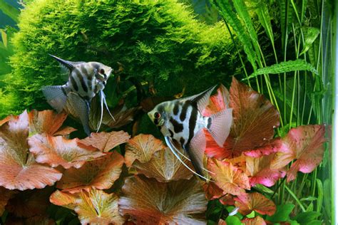 diy-gelatin-aquarium-fish-food-all-natural-pet-care image