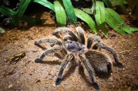spider-feeding-spider-facts-and-information image