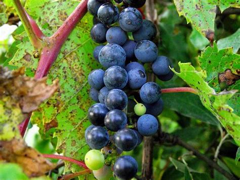 are-wild-grapes-edible-exploring-the-fruit-of-wild-grape image