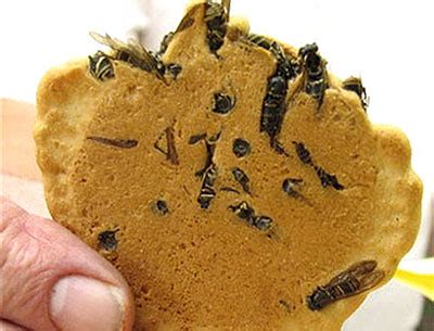 wasp-cookies-creating-a-buzz-in-japan-bizarre-food image