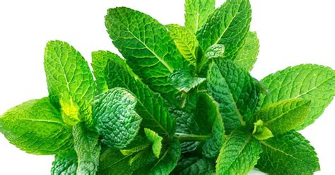 what-are-the-health-benefits-of-spearmint-medical image