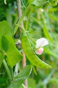 how-to-cook-and-serve-snow-peas-harvest-to-table image
