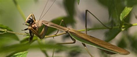 what-do-praying-mantises-eat-a-practical-food image