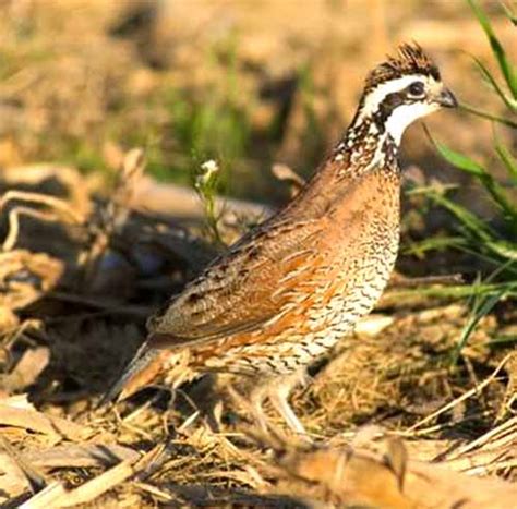 do-you-know-what-do-quails-eat-naturally-roys-farm image