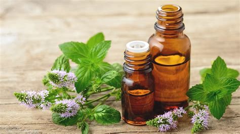 benefits-of-peppermint-oil-uses-side-effects-research image