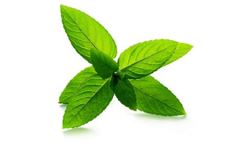 peppermint-health-benefits-uses-forms-precautions-and image