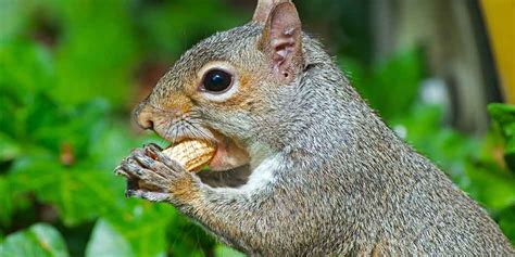 5-of-the-best-homemade-squirrel-food-recipes-we image