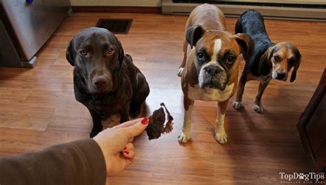 homemade-dehydrated-chicken-liver-dog-treats image