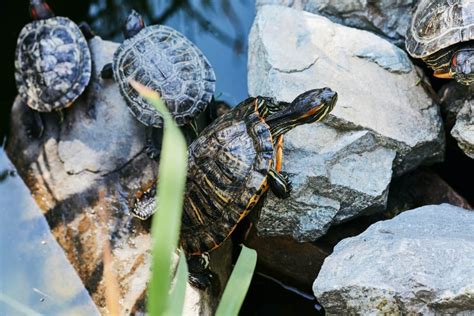 can-turtles-eat-bread-is-it-ok-to-feed-them-aquaticpals image