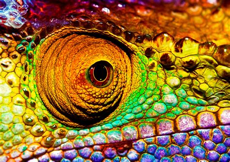 exotic-leather-series-lizard-leather-care image