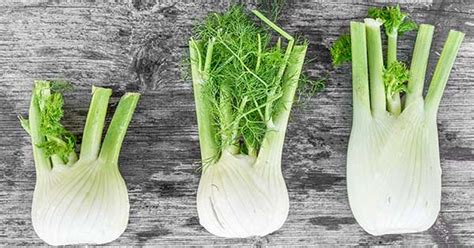 what-is-fennel-and-how-do-you-cook-with-it-purewow image