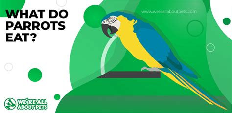 what-do-parrots-eat-safe-foods-for-parrots-were-all image