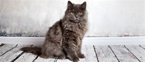 the-8-best-cat-foods-for-persian-cats-2022-update image