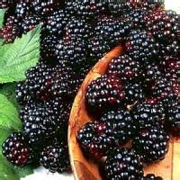 blackberry-wine-recipe-how-to-make-blackberry-wine image