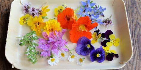 edible-flower-recipes-tulips-roses-and-herbs-great image