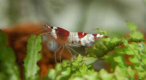 how-and-what-to-feed-your-shrimp-shrimp-and-snail image