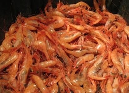 recipe-for-maine-shrimplobster-linguine image