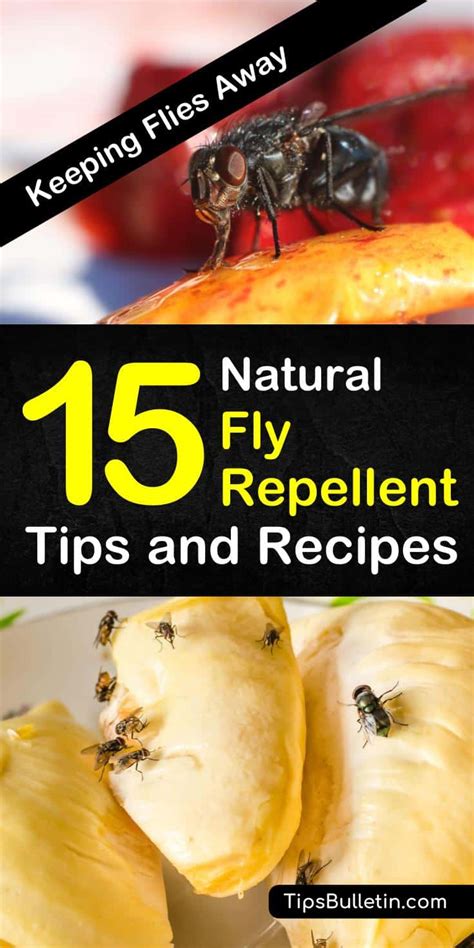 keeping-flies-away-15-natural-fly-repellent-tips-and image