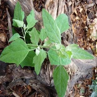 lambs-quarters-pictures-flowers-leaves-identification image