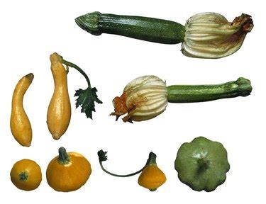11-tasty-squash-side-dishes-and-dinner-ideas-livestrong image