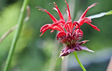 recipes-and-remedies-using-bee-balm-herbal-academy image