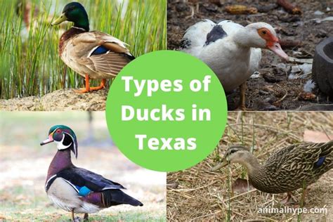 13-types-of-ducks-in-texas-with-pictures-animal-hype image