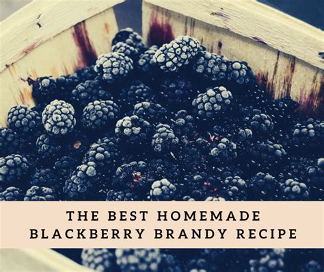the-best-homemade-blackberry-brandy image