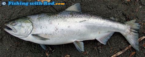 chinook-salmon-oncorhynchus-tshawytscha-fishing image