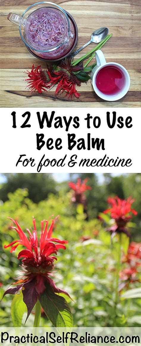 12-ways-to-use-bee-balm-practical-self-reliance image