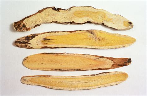 astragalus-traditional-recipes-for-the-immune-system image